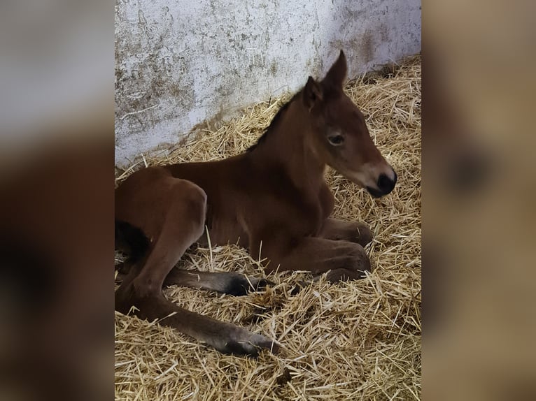 Oldenburg Mare Foal (03/2024) 16,3 hh Brown in Dötlingen