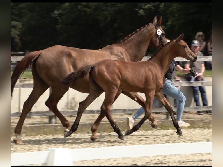 Oldenburg Mare Foal (03/2024) 16,3 hh Brown in Dötlingen