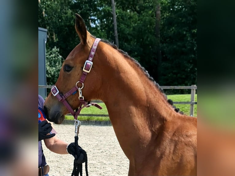 Oldenburg Mare Foal (03/2024) 16,3 hh Brown in Dötlingen