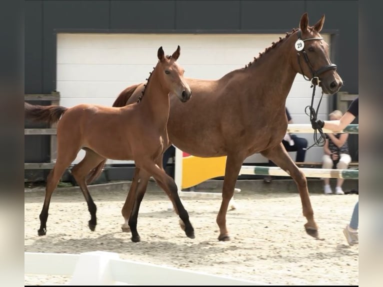 Oldenburg Mare Foal (03/2024) 16,3 hh Brown in Dötlingen