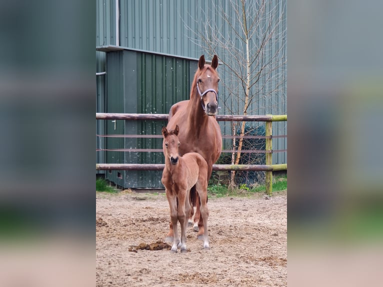 Oldenburg Mare Foal (03/2024) 16,3 hh Brown in Dötlingen