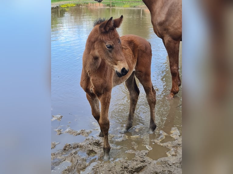 Oldenburg Mare Foal (03/2024) 16,3 hh Brown in Dötlingen