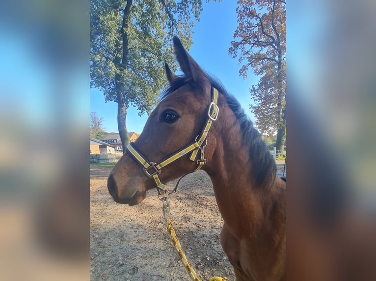 Oldenburg Mare Foal (03/2024) 16,3 hh Brown in Dötlingen