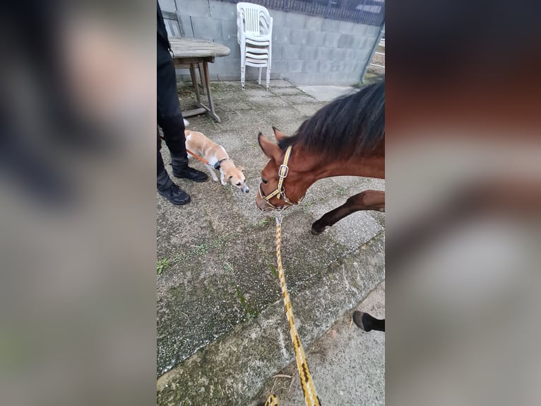 Oldenburg Mare Foal (03/2024) 16,3 hh Brown in Dötlingen