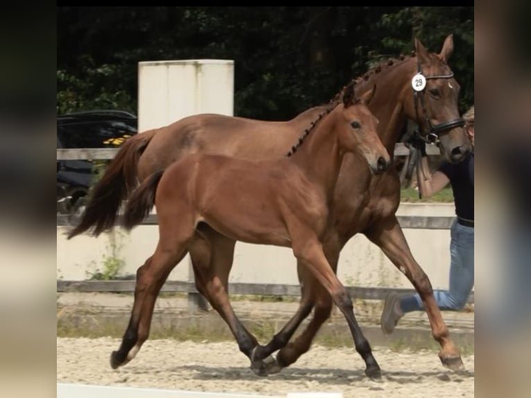 Oldenburg Mare Foal (03/2024) 16,3 hh Brown in Dötlingen