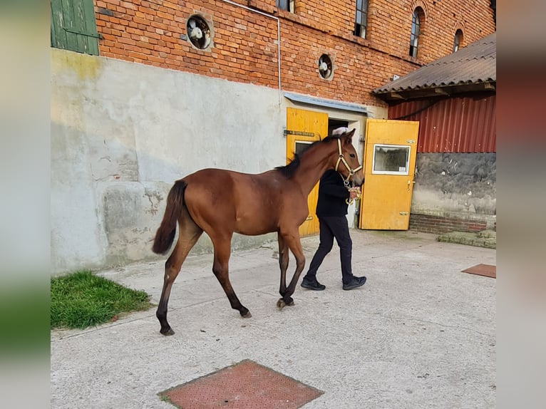 Oldenburg Mare Foal (03/2024) 16,3 hh Brown in Dötlingen