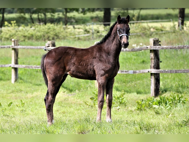 Oldenburg Mare Foal (02/2023) 16,3 hh Smoky-Black in Wittmund Ardorf