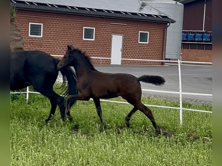 Oldenburg Mare  16 hh Bay-Dark in Dinklage