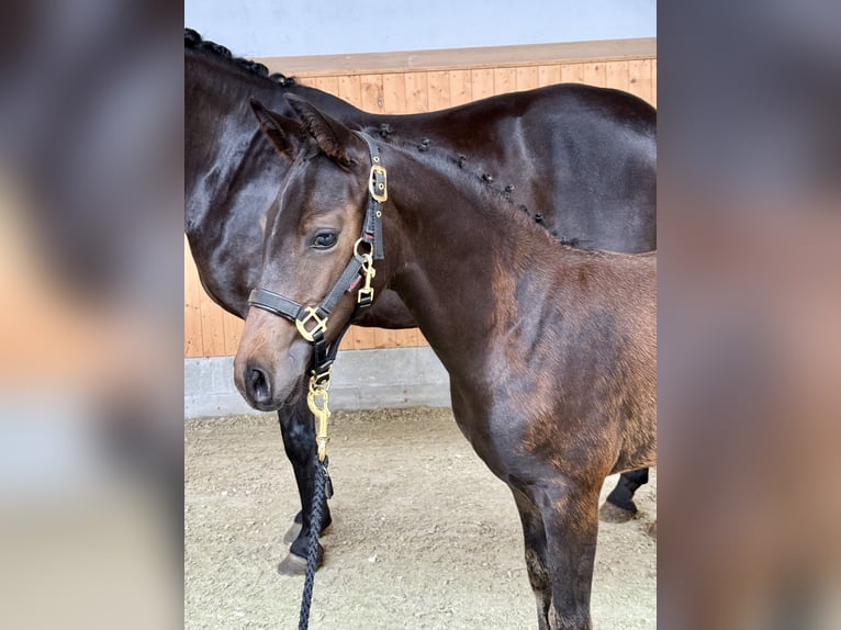 Oldenburg Mare  16 hh Bay-Dark in Dinklage