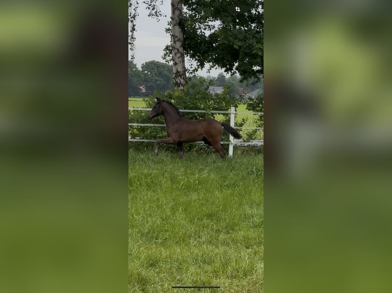 Oldenburg Mare  16 hh Bay-Dark in Dinklage