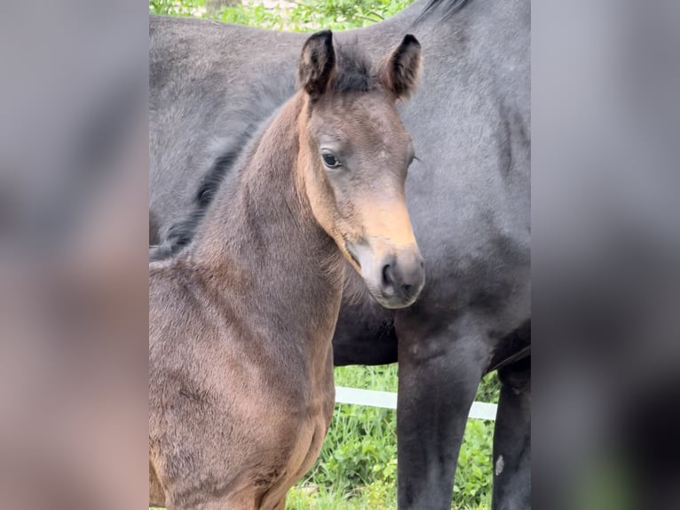 Oldenburg Mare  16 hh Bay-Dark in Dinklage