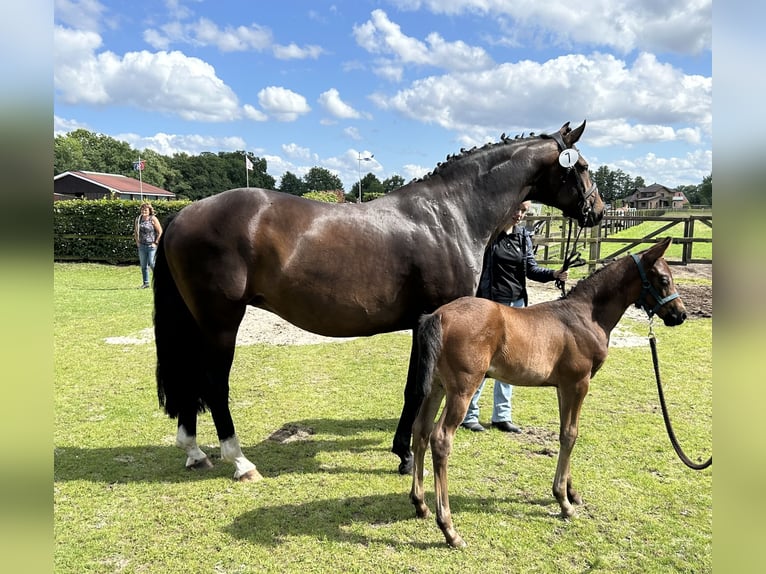 Oldenburg Mare  16 hh Bay-Dark in Bad Zwischenahn