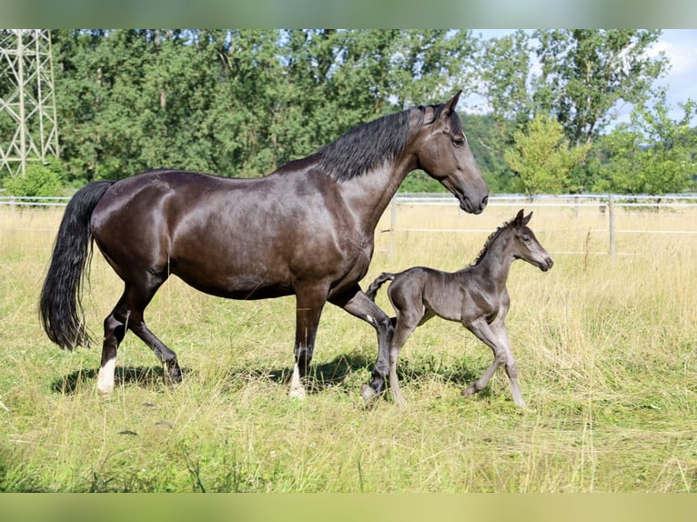 Oldenburg Mare  16 hh Black in Dautphetal