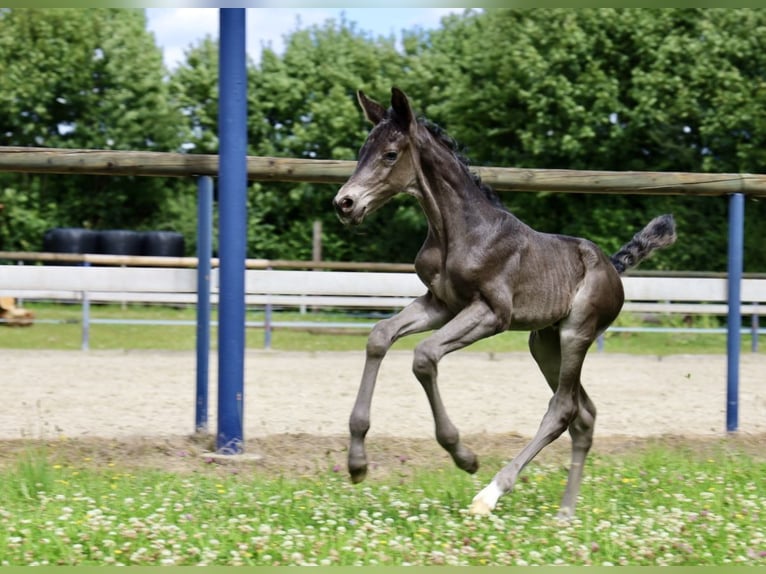 Oldenburg Mare  16 hh Black in Dautphetal