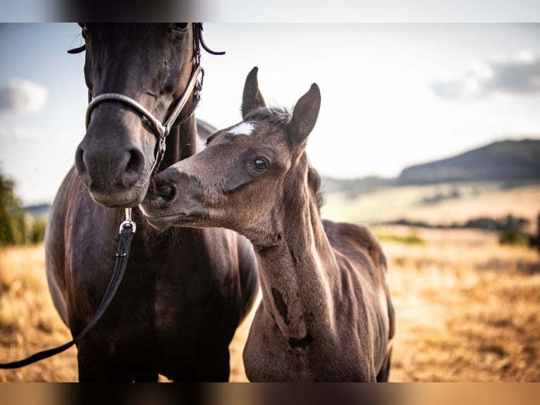 Oldenburg Mare  16 hh Black in Zierenberg