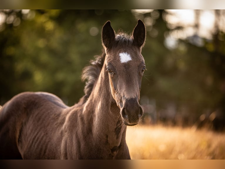 Oldenburg Mare  16 hh Black in Zierenberg