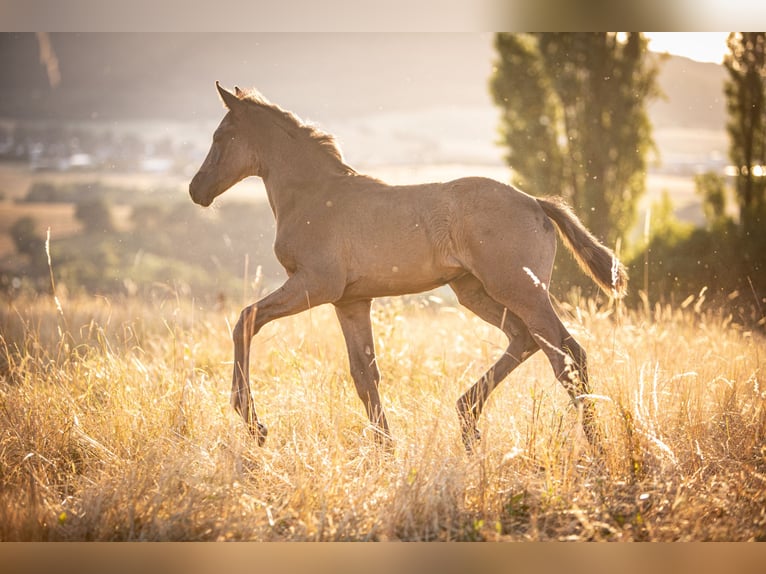 Oldenburg Mare  16 hh Black in Zierenberg