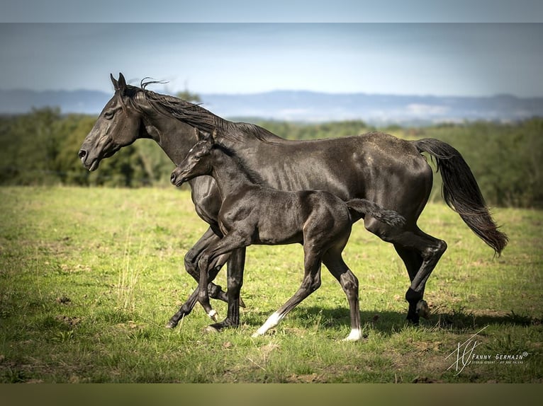 Oldenburg Mare Foal (08/2025) 16 hh Black in Thiers