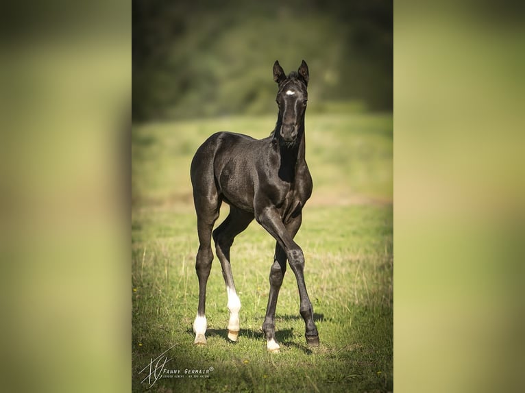 Oldenburg Mare Foal (08/2025) 16 hh Black in Thiers