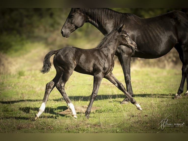 Oldenburg Mare Foal (08/2025) 16 hh Black in Thiers