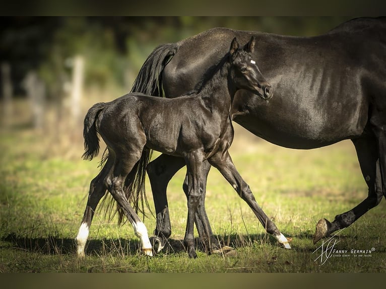 Oldenburg Mare Foal (08/2025) 16 hh Black in Thiers