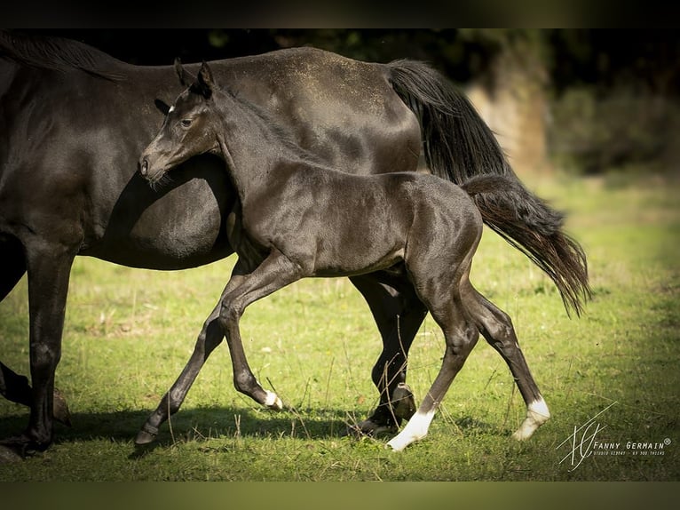 Oldenburg Mare Foal (08/2025) 16 hh Black in Thiers