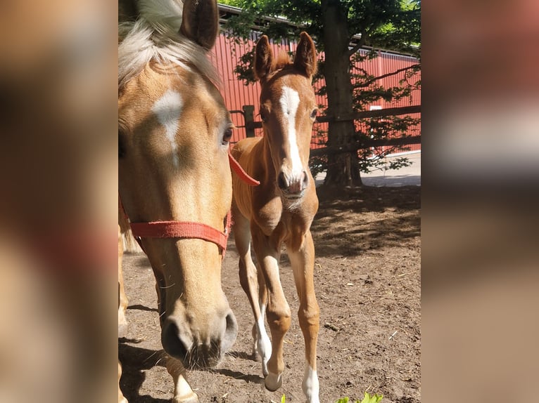 Oldenburg Mare  16 hh Chestnut-Red in Garrel