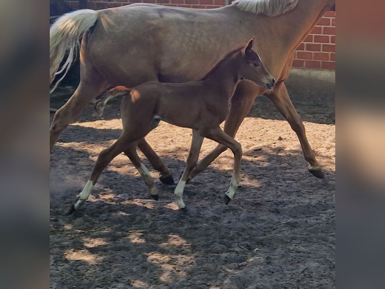 Oldenburg Mare  16 hh Chestnut-Red in Garrel