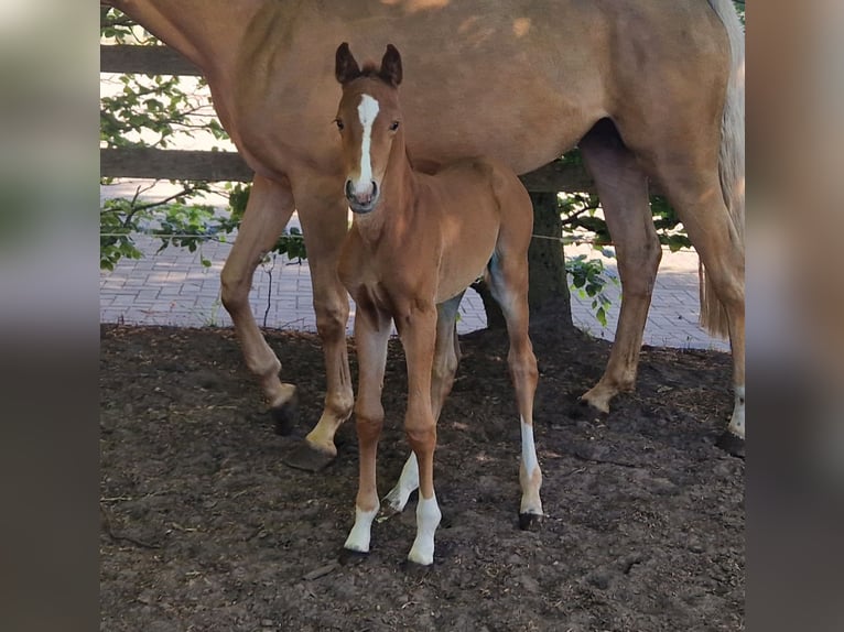 Oldenburg Mare  16 hh Chestnut-Red in Garrel