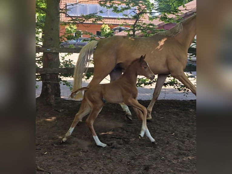 Oldenburg Mare  16 hh Chestnut-Red in Garrel