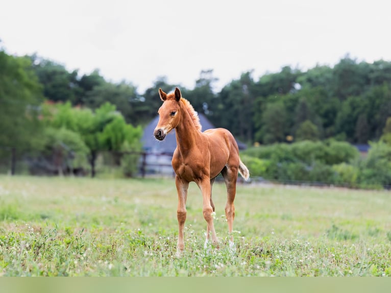 Oldenburg Mare Foal (05/2025) 16 hh Chestnut-Red in Alt Krenzlin