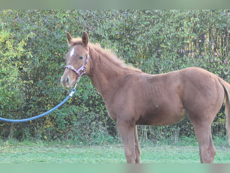 Oldenburg Mix Mare Foal (05/2025) 16 hh Chestnut-Red in Zapfendorf Oldenburg Mix Mare Foal (05/2025) 16 hh Chestnut-Red in Zapfendorf