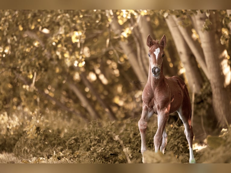 Oldenburg Mare  16 hh Chestnut-Red in B&#xFC;lstedt
