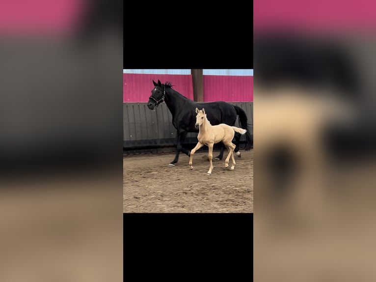 Oldenburg Mare Foal (05/2024) 16 hh Cremello in Wiesmoor