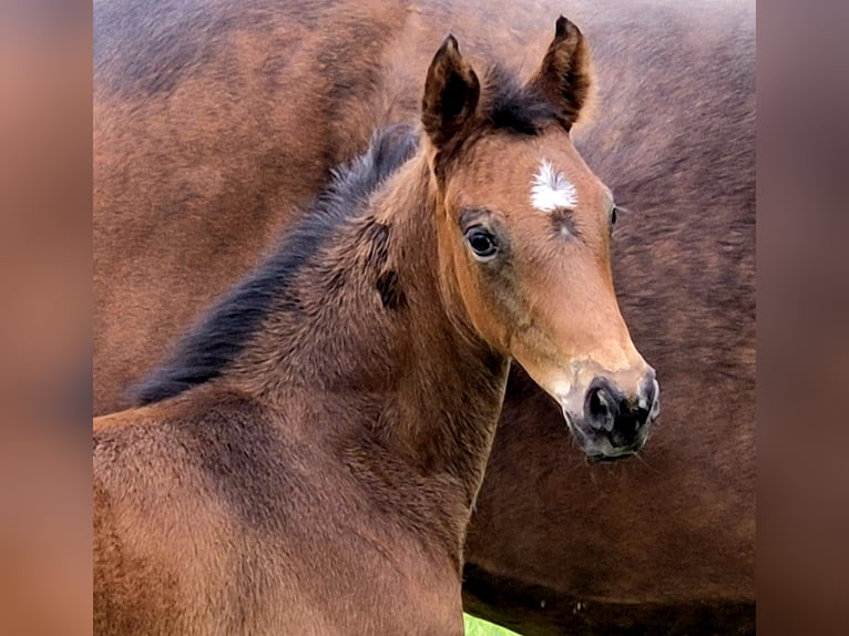 Oldenburg Mare  16,1 hh Bay-Dark in Westerstede