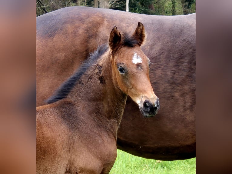 Oldenburg Mare  16,1 hh Bay-Dark in Westerstede