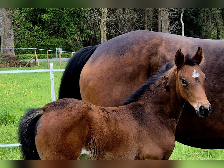 Oldenburg Mare  16,1 hh Bay-Dark in Westerstede