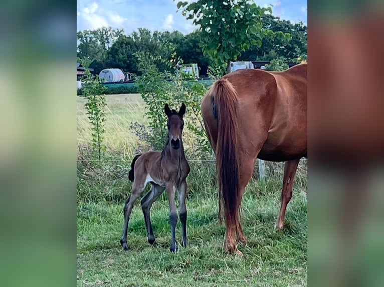 Oldenburg Mare Foal (07/2025) 16,1 hh Bay-Dark in breendonk