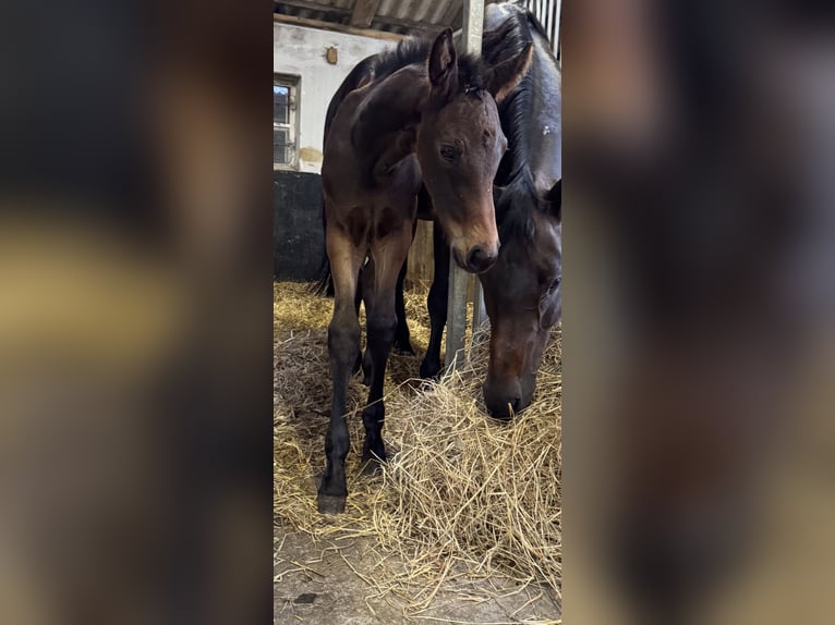 Oldenburg Mare  16,1 hh Bay-Dark in Gro&#xDF;efehn Bagband
