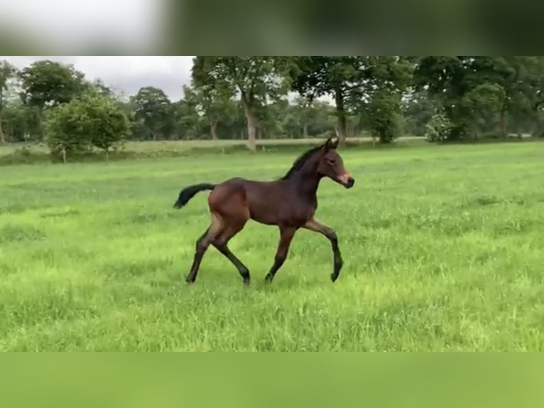 Oldenburg Mare  16,1 hh Bay-Dark in Gro&#xDF;efehn Bagband