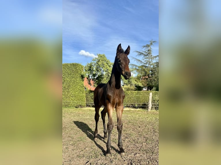 Oldenburg Mare  16,1 hh Bay-Dark in Gro&#xDF;efehn Bagband