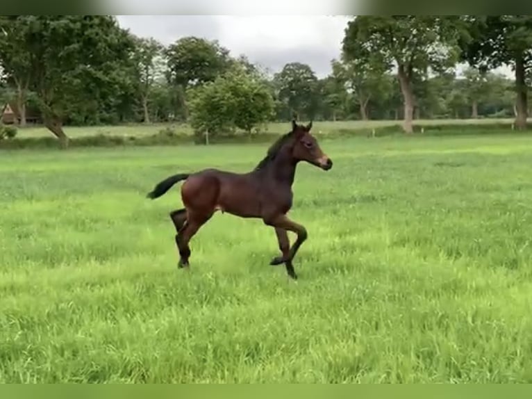 Oldenburg Mare  16,1 hh Bay-Dark in Gro&#xDF;efehn Bagband