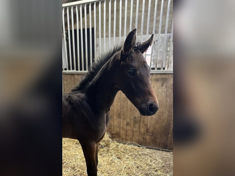 Oldenburg Mare  16,1 hh Bay-Dark in Gro&#xDF;efehn Bagband