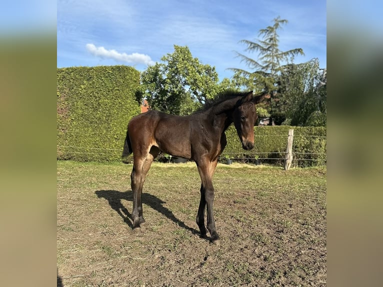 Oldenburg Mare  16,1 hh Bay-Dark in Gro&#xDF;efehn Bagband