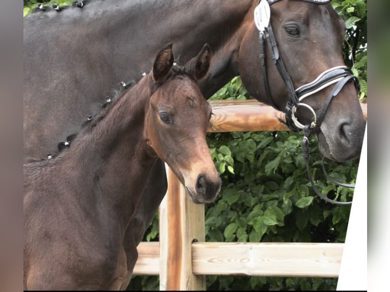 Oldenburg Mare  16,1 hh Bay-Dark in Gro&#xDF;efehn Bagband