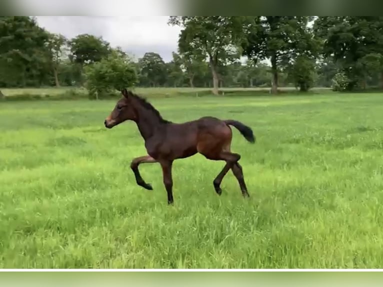 Oldenburg Mare  16,1 hh Bay-Dark in Gro&#xDF;efehn Bagband