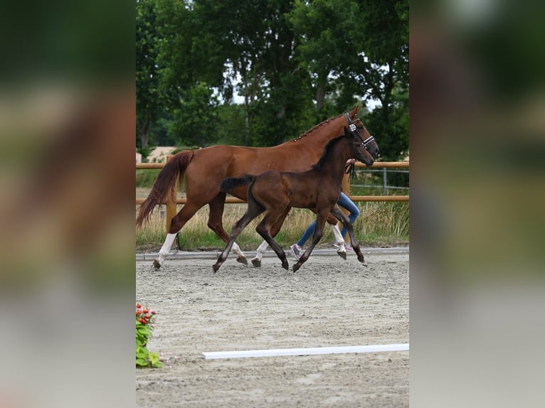 Oldenburg Mare  16,1 hh Bay-Dark in Wiesmoor