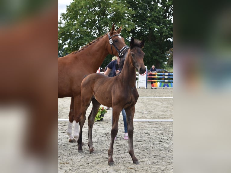 Oldenburg Mare  16,1 hh Bay-Dark in Wiesmoor