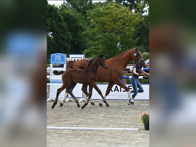 Oldenburg Mare  16,1 hh Bay-Dark in Wiesmoor