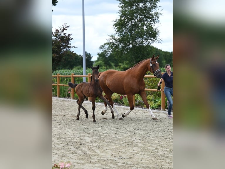 Oldenburg Mare  16,1 hh Bay-Dark in Wiesmoor